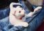 Chat ukrainien blanc levkoy dans un lit pour chat bleu
