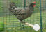 Une poule qui prend un peu de repos après avoir chassé les vers.