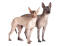 Deux chiens mexicains sans poils côte à côte, l'air inquisiteur