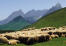 La maison du chien de montagne pyrénéen