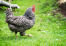Dominique-poulet Dominique-poulet