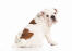 Un jeune chiot bulldog anglais avec une belle robe blanche et brune
