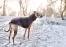 Un whippet adulte en bonne santé profitant d'une promenade à l'extérieur dans la Snow