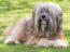 Un terrier tibétain avec une magnifique frange et une barbe ébouriffée couché sur l'herbe