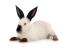 Lapin californien sur fond blanc