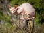 Un chat sphynx athlétique