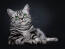 Chat british shorthair silver tabby couché sur un fond sombre