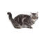 Un joli chat gris marbré american shorthairr