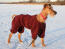 Un irish terrier, beau et grand, portant un manteau rouge pour le garder au chaud