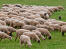 Un chien de berger polonais de plaine en bonne santé qui rassemble des moutons