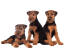 Trois merveilleux petits welsh terriers appréciant la compagnie des autres.