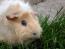 Les merveilleuses petites oreilles d'un cochon d'inde abyssinien