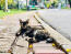 Chat tortie asiatique couché sur un trottoir, appuyé sur la pierre