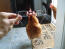 Drôle de poulet avec des lunettes Drôle de poulet avec des lunettes
