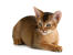 Un jeune chat abyssin avec un pelage en peluche