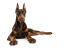 Un doberman pinscher puissant qui se repose