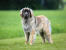 Un leonberger adulte en bonne santé avec un beau pelage épais