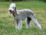 Un magnifique terrier bedlington, debout, montrant son pelage bien soigné