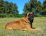 Un merveilleux bullmastiff adulte couché proprement dans l'herbe