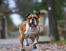 Un bulldog anglais adulte en bonne santé qui court vers son propriétaire