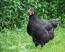 Australorps-poulet-noir