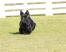 Un magnifique petit skye terrier au long pelage noir et aux grandes oreilles pointues
