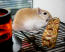 Gerbille mangeant un bâton fruité dans la cage à gerbilles Qute Gerbille mangeant un bâton fruité dans la cage à gerbilles Qute