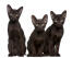 Trois chatons brun havane assis en rangs serrés