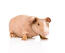 Un magnifique petit cochon d'inde rose et maigre