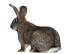 La magnifique queue blanche et duveteuse d'un lapin géant flamand