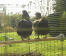 2 poulets perchés et admirant la vue