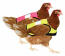 Recevoir une veste de poulet à haute visibilité de chaque couleur. Recevoir une veste de poulet à haute visibilité de chaque couleur.
