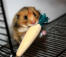 Hamster qui mange et s'ennuie dans sa cage Hamster qui mange et s'ennuie dans sa cage