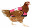 Veste de poulet à haute visibilité en rose