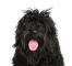 Le visage loyal d'un chien d'eau portugais avec une coiffure débraillée