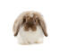 Un adorable petit lapin brun et blanc anGora rabbit