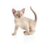 Un chaton birman lilas aux yeux couleur sable