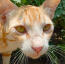 Gros plan du visage d'un chat roux arabe mauve