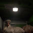 Poules dans Eglu Cube grand poulailler et parcours avec lumière du poulailler allumée Poules dans Eglu Cube grand poulailler et parcours avec lumière du poulailler allumée