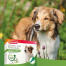 Beaphar tick & flea protection spot-on 3x1ml pour petits chiens (jusqu'à 15kg)