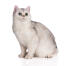 Un chat british shorthair avec une fourrure à pointes