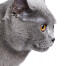 Le profil d'un chat chartreux aux yeux ambrés
