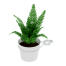 Pot et support pour plantes Pot et support pour plantes