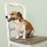 Un chien avec un bandana à fleurs cath kidston assis sur une chaise