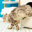 Chat grimpant hors de Maya mobilier pour litière de chat Chat grimpant hors de Maya mobilier pour litière de chat