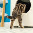 Chat grimpant dans Maya mobilier pour litière de chat Chat grimpant dans Maya mobilier pour litière de chat