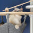 Chat blanc jouant avec un jouet en forme de poisson sur le site Omlet Freestyle arbre à chat hamac du sol au plafond