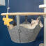 Chat blanc assis dans un hamac de Omlet Freestyle arbre à chat du sol au plafond regardant Omlet chat jouet étoile de mer