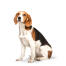 Un jeune beagle adulte avec un poil très bien entretenu