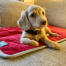 Un chien appréciant la couverture de lit pour chien Omlet.